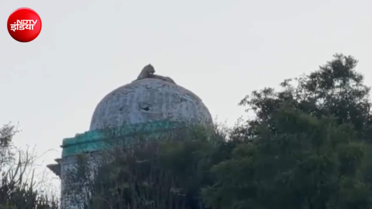 पीर बाबा के गुंबद पर जा बैठा पैंथर, आसपास के घरों से निकलकर लोग बनाने लगे वीडियो