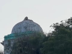 पीर बाबा के गुंबद पर जा बैठा पैंथर, आसपास के घरों से निकलकर लोग बनाने लगे वीडियो