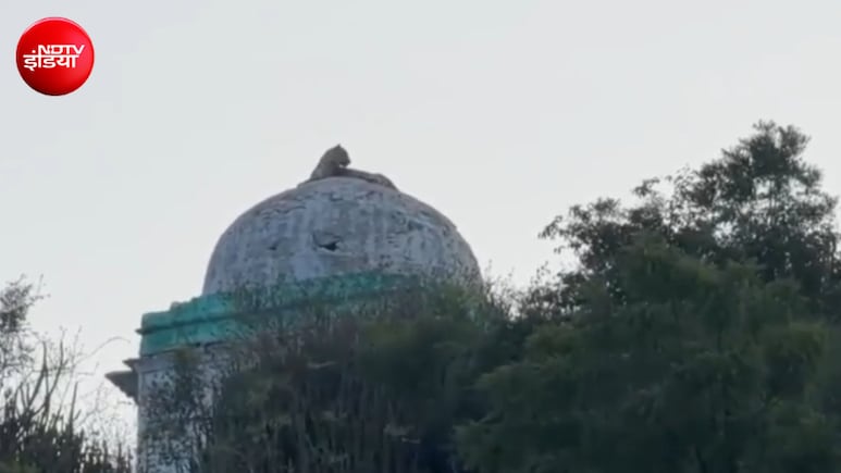 पीर बाबा के गुंबद पर जा बैठा पैंथर, आसपास के घरों से निकलकर लोग बनाने लगे वीडियो