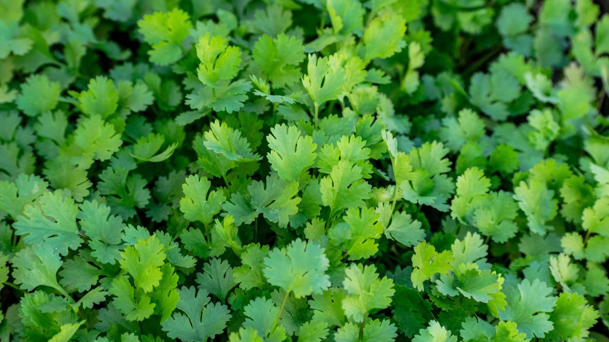 I Tried 5 Ways To Keep Coriander Fresh. Here's The One That Actually Worked