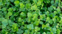 I Tried 5 Ways To Keep Coriander Fresh. Here's The One That Actually Worked