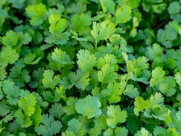 I Tried 5 Ways To Keep Coriander Fresh. Here's The One That Actually Worked