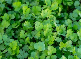 I Tried 5 Ways To Keep Coriander Fresh. Here's The One That Actually Worked