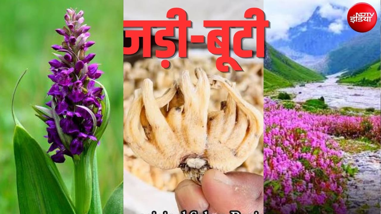 हिमालय का 'हीरा' है ये दुर्लभ जड़ी-बूटी सालम पंजा,  क्यों इतनी मांग, पिथौरागढ़-धारचूला से चीन-नेपाल बॉर्डर तक तलाश