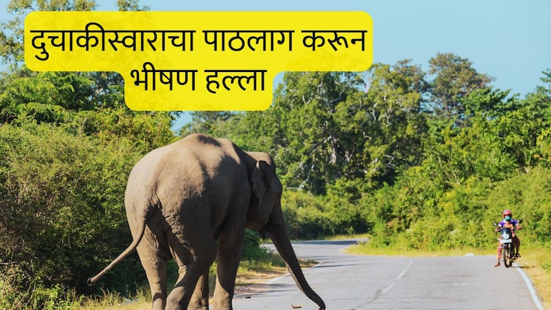 Chandrapur News : दुचाकीसमोर अचानक हत्ती, वाहन टाकून पळाले, पण हत्तीने पाठलाग करून जीवच घेतला; चंद्रपुरात खळबळ
