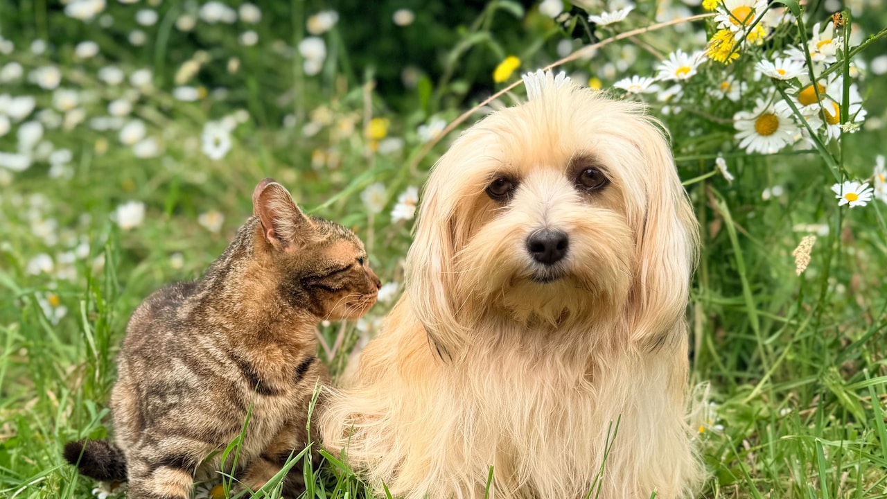 Which essentials you need this monsoon for your pets?
