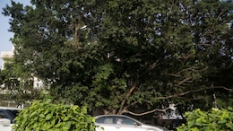 Tragedy Strikes Mumbai, Delhi's Long-Delayed Tree Census Still Stuck