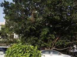 Tragedy Strikes Mumbai, Delhi's Long-Delayed Tree Census Still Stuck