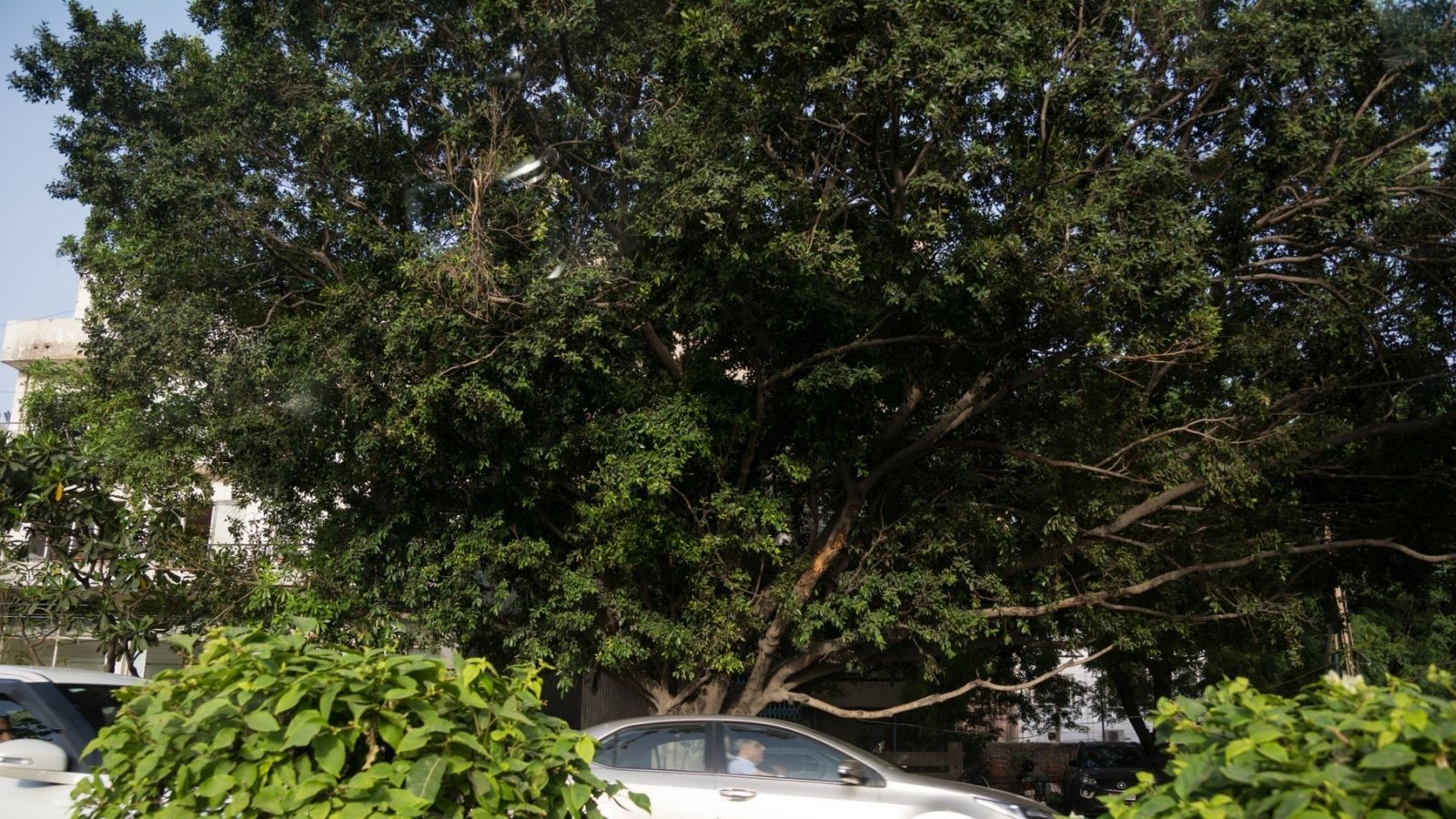 Tragedy Strikes Mumbai, Delhi's Long-Delayed Tree Census Still Stuck