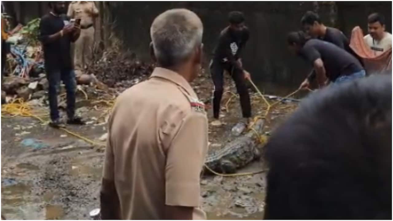 VIDEO: मुंबई में पवई झील से निकलकर सड़क पर घूमने लगा 7 फीट का मगरमच्छ, देखें कैसे हुआ रेस्क्यू