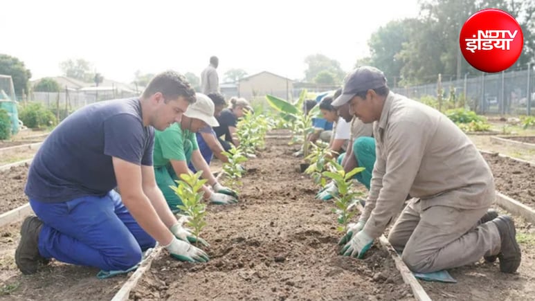 Monsoon Gardening Tips: मानसून शुरू होते ही घर में लगा दें ये फलदार पौधे, सालों तक बिना बाजार जाए मिलेंगे ताजे फल