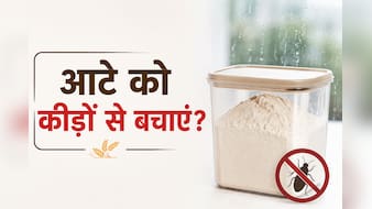 बरसात में आटे को कीड़ों से कैसे बचाएं? जानें स्टोर करने का सही तरीका