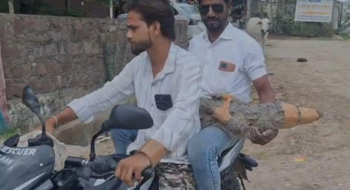बाइक से मगरमच्छ को ले जाता वन्य जीव प्रेमी. 