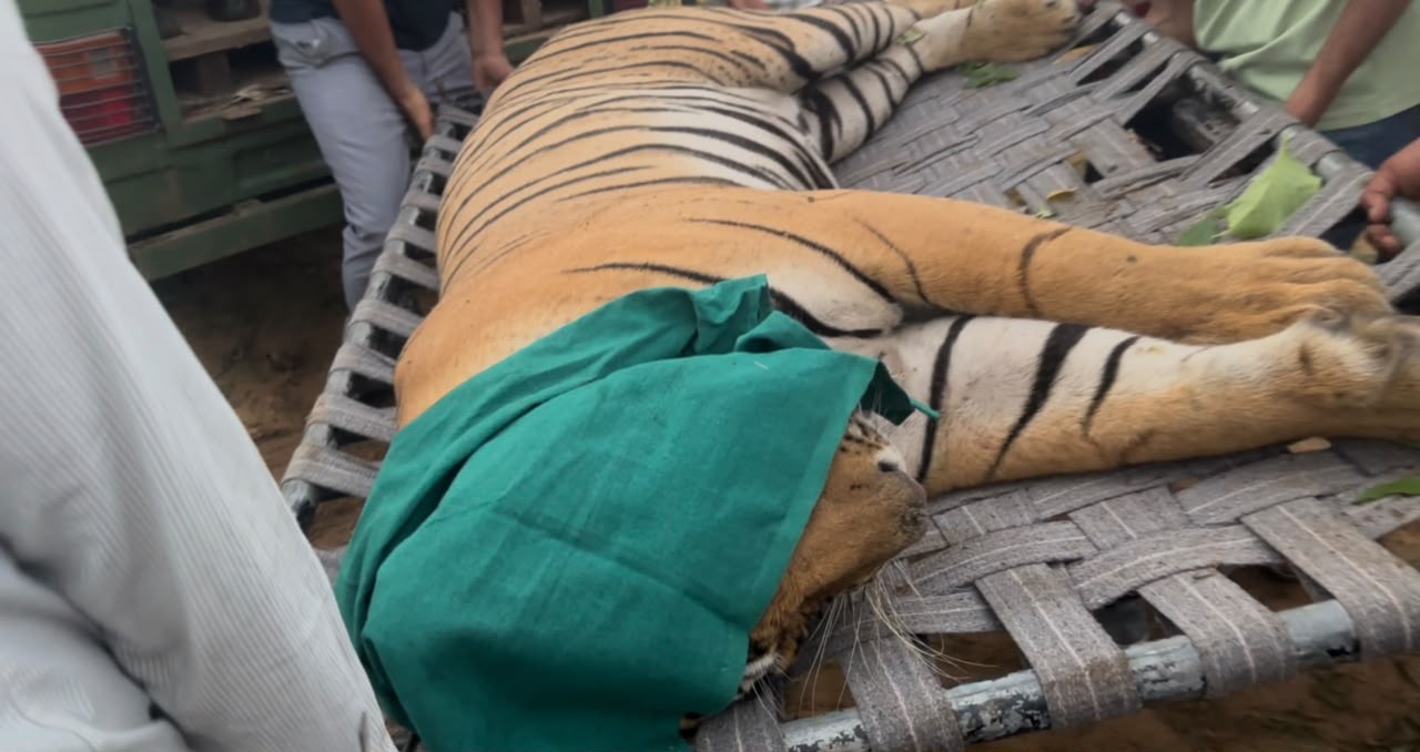 सर‍िस्‍का से न‍िकलकर तुलसीवाला गांव पहुंचा चीता, युवक पर क‍िया हमला; 10  घंटे में पकड़ा