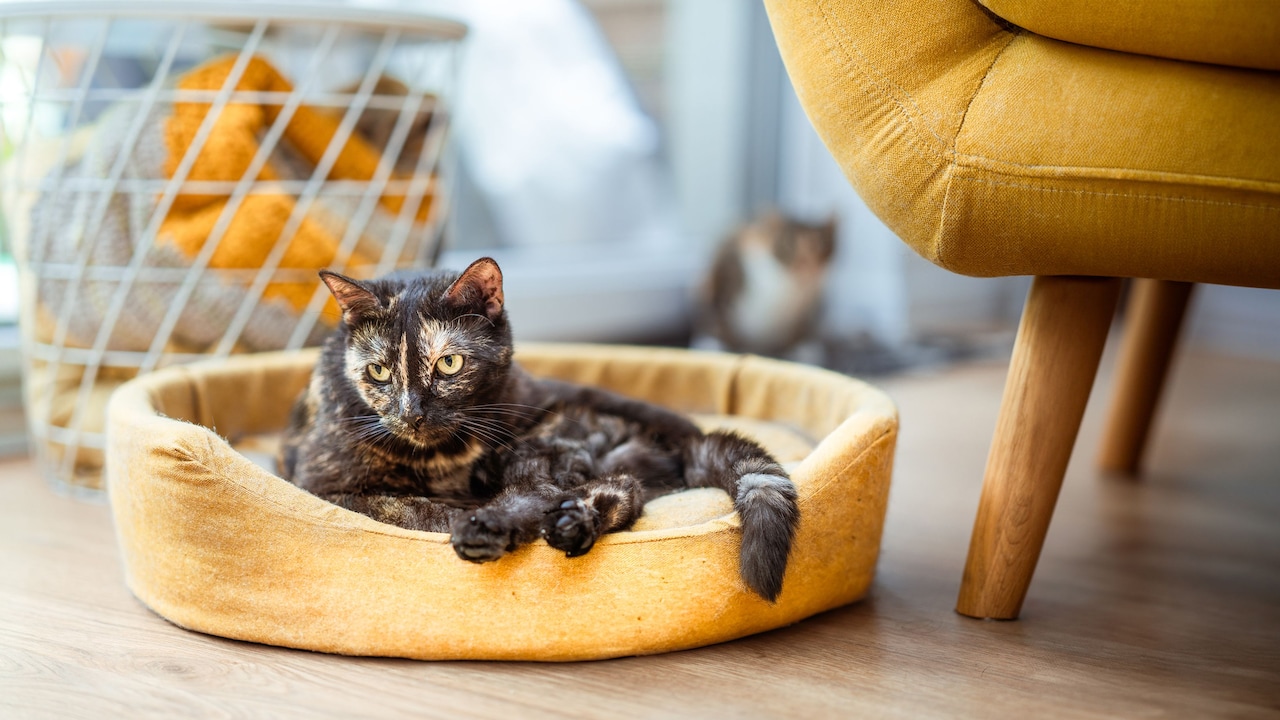 How To Choose A Pet Bed That Survives Scratching, Nesting And Washing