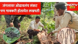 40 कोटी वर्ष जुन्या जंगलावर संकट! पण गावकरी होतायेत लखपती, मिशीवाल्या किड्यांच्या माळीमुळे मिळाले 20 लाख रुपये