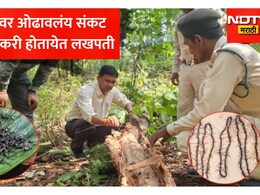 40 कोटी वर्ष जुन्या जंगलावर संकट! पण गावकरी होतायेत लखपती, मिशीवाल्या किड्यांच्या माळीमुळे मिळाले 20 लाख रुपये