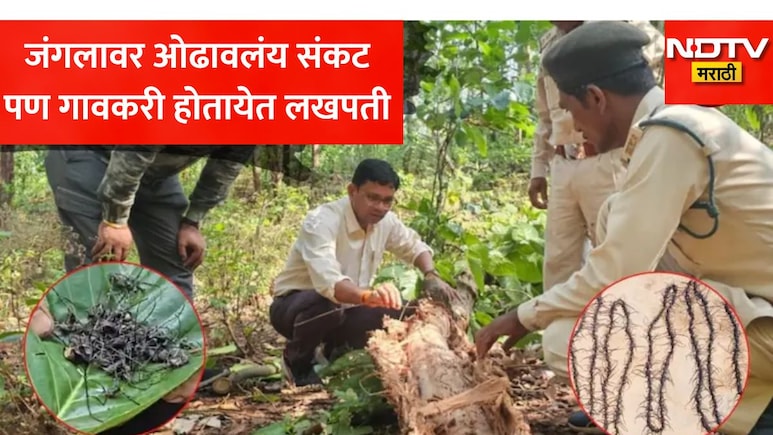 40 कोटी वर्ष जुन्या जंगलावर संकट! पण गावकरी होतायेत लखपती, मिशीवाल्या किड्यांच्या माळीमुळे मिळाले 20 लाख रुपये