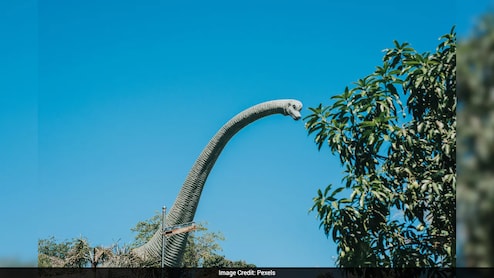 सिर्फ 1 हड्डी से मिला 15 करोड़ साल पुराने डायनासोर का सुराग, जिराफ जैसी गर्दन देख वैज्ञानिक भी रह गए हैरान
