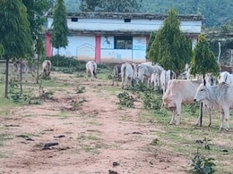 गौधाम या मौत का कैदखाना, भूख-प्यास से तड़पते 100 से ज्यादा गोवंश, प्रशासन के दावे बेनकाब