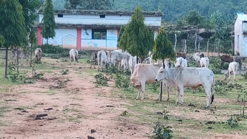 गौधाम या मौत का कैदखाना, भूख-प्यास से तड़पते 100 से ज्यादा गोवंश, प्रशासन के दावे बेनकाब