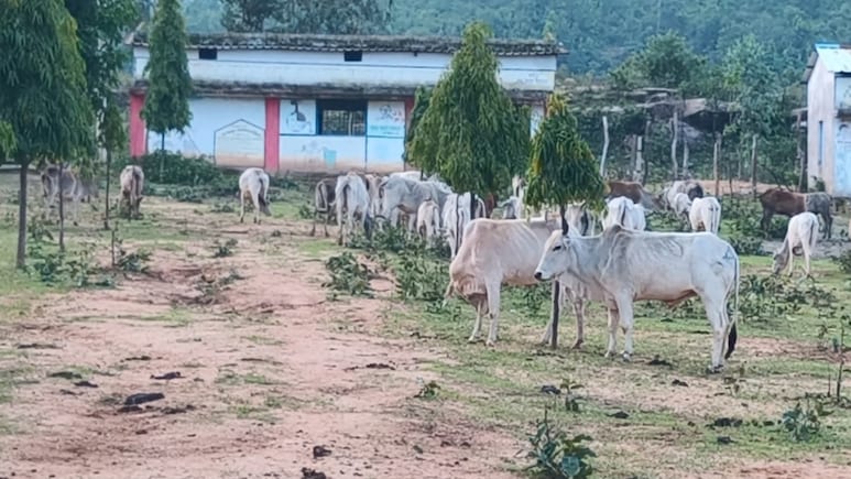 गौधाम या मौत का कैदखाना, भूख-प्यास से तड़पते 100 से ज्यादा गोवंश, प्रशासन के दावे बेनकाब
