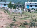 गौधाम या मौत का कैदखाना, भूख-प्यास से तड़पते 100 से ज्यादा गोवंश, प्रशासन के दावे बेनकाब