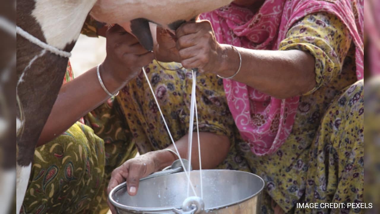 Detergent Found In Milk: Inside NDTV's Investigation At Maharashtra Testing Lab