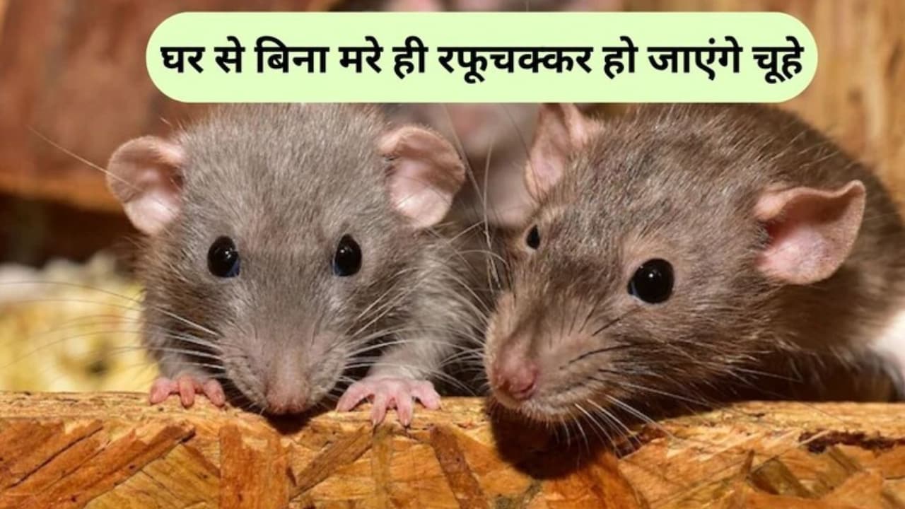 घर में चूहों का कब्जा, दवा का भी नहीं हो रहा असर, इस चायपत्ती वाले हैक से हो जाएंगे सारे गायब