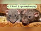 घर में चूहों का कब्जा, दवा का भी नहीं हो रहा असर, इस चायपत्ती वाले हैक से हो जाएंगे सारे गायब