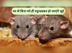 घर में चूहों का कब्जा, दवा का भी नहीं हो रहा असर, इस चायपत्ती वाले हैक से हो जाएंगे सारे गायब