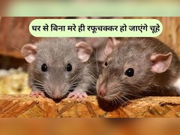 घर में चूहों का कब्जा, दवा का भी नहीं हो रहा असर, इस चायपत्ती वाले हैक से हो जाएंगे सारे गायब