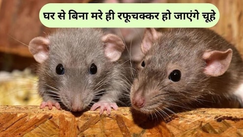 घर में चूहों का कब्जा, दवा का भी नहीं हो रहा असर, इस चायपत्ती वाले हैक से हो जाएंगे सारे गायब