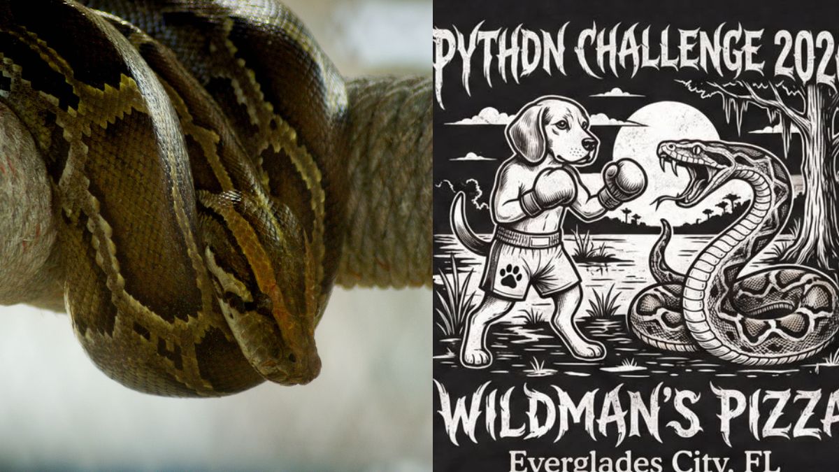 This Florida Restaurant Is Accepting Burmese Pythons For Pizza. Here's Why