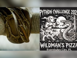This Florida Restaurant Is Accepting Burmese Pythons For Pizza. Here's Why