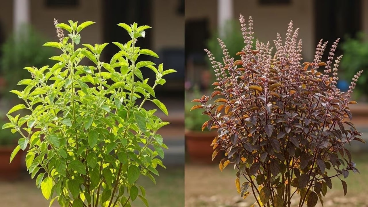 तुलसी को चबाकर क्यों नहीं खा सकते? डॉक्टर ने बताया