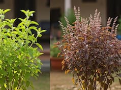 तुलसी को चबाकर क्यों नहीं खा सकते? डॉक्टर ने बताया