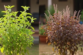 तुलसी को चबाकर क्यों नहीं खा सकते? डॉक्टर ने बताया