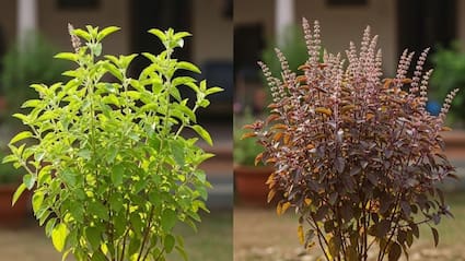 तुलसी को चबाकर क्यों नहीं खा सकते? डॉक्टर ने बताया