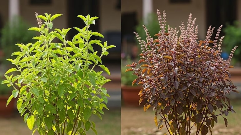तुलसी को चबाकर क्यों नहीं खा सकते? डॉक्टर ने बताया