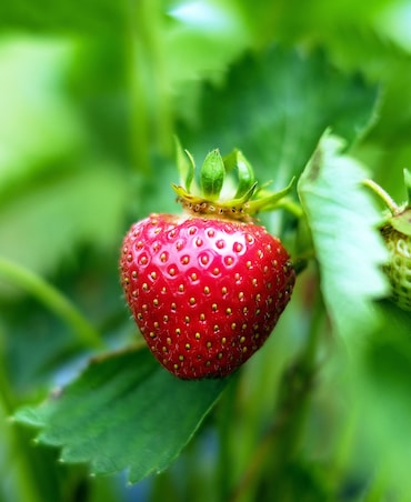 Benefits Of Eating Strawberry