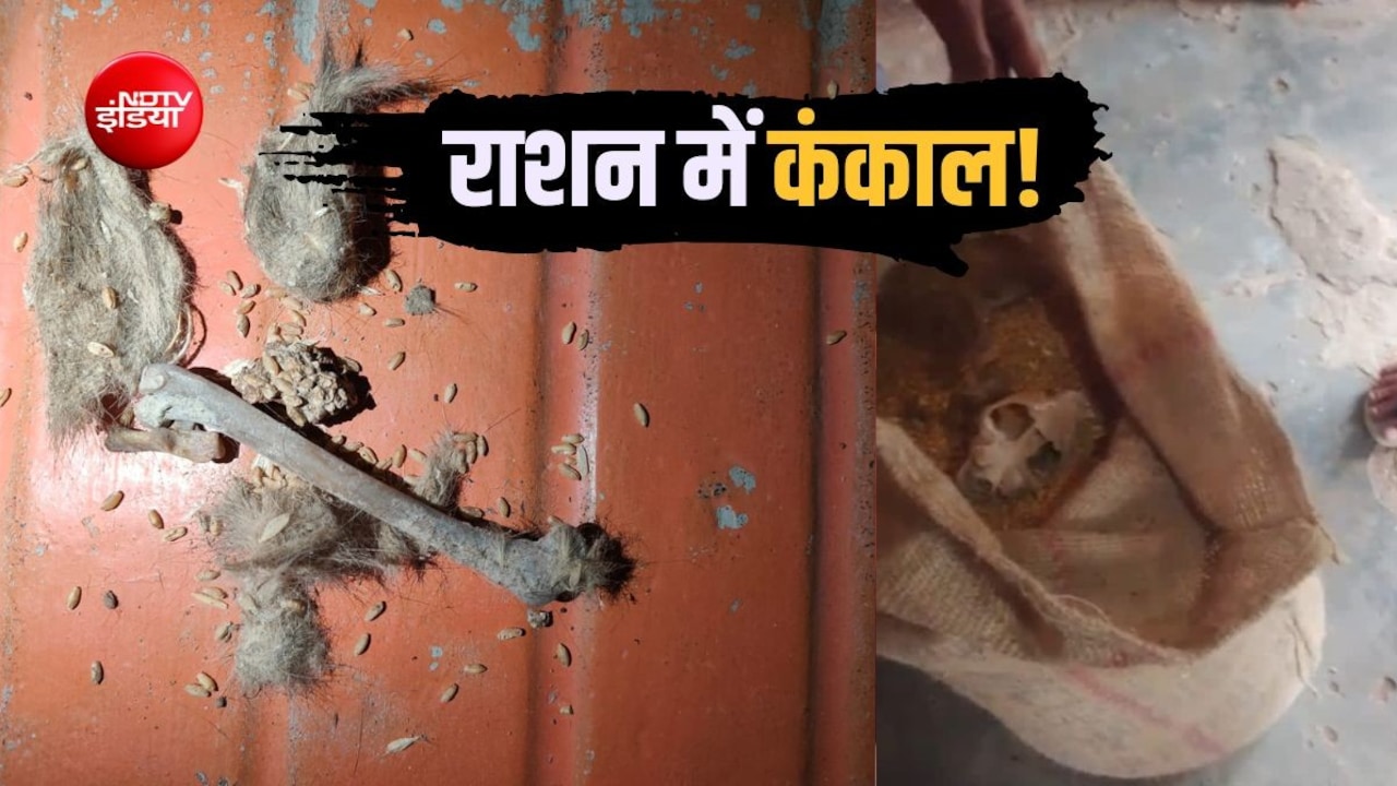 MP गजब है! सरकारी राशन में कंकड़ की शिकायतें तो सुनी होंगी, यहां गेहूं की बोरी से निकला कंकाल