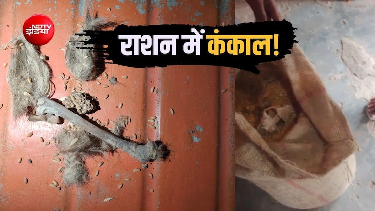 MP गजब है! सरकारी राशन में कंकड़ की शिकायतें तो सुनी होंगी, यहां गेहूं की बोरी से निकला कंकाल