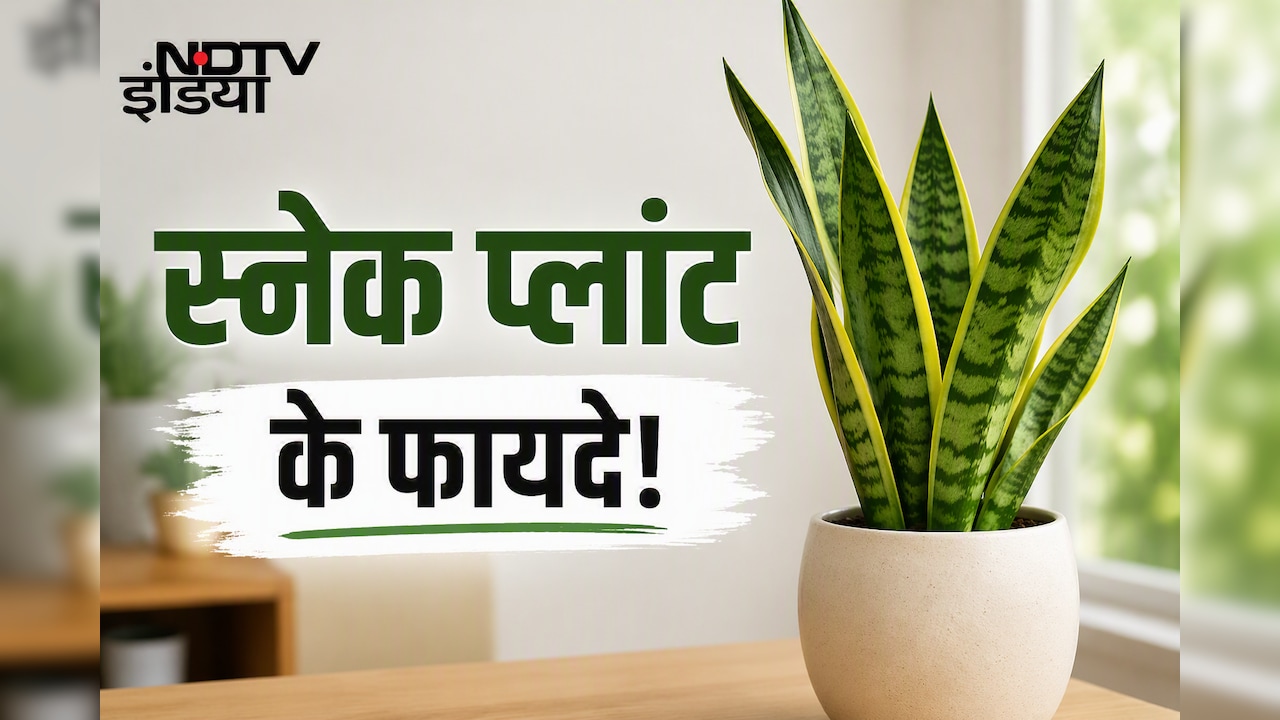 सिर्फ सजावट नहीं, सेहत का भी ख्याल रखता है स्नेक प्लांट, जानिए फायदे