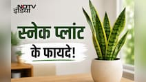 सिर्फ सजावट नहीं, सेहत का भी ख्याल रखता है स्नेक प्लांट, जानिए फायदे