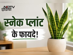 सिर्फ सजावट नहीं, सेहत का भी ख्याल रखता है स्नेक प्लांट, जानिए फायदे
