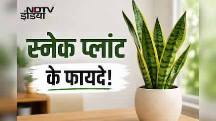 सिर्फ सजावट नहीं, सेहत का भी ख्याल रखता है स्नेक प्लांट, जानिए फायदे