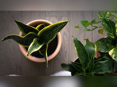 स्‍नेक प्‍लांट घर की खूबसूरत के ल‍िए ही नहीं, लाइफस्‍टाइल के ल‍िए भी है जरूरी