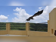 जयपुर एयरपोर्ट पर 'लैंड' हुआ घायल ग‍िद्ध, दो द‍िन बाद भरी उड़ान; खराब मौसम के कारण भटक गया था रास्‍ता