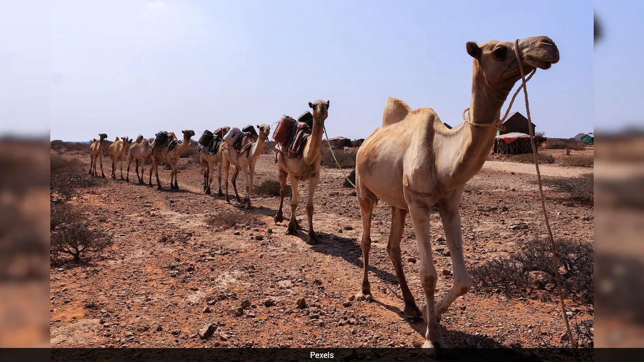 Rising temperatures and drought drive increasing camel deaths across Africa